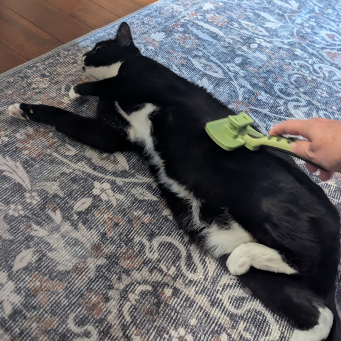 Jodi's Cat Care In Poway