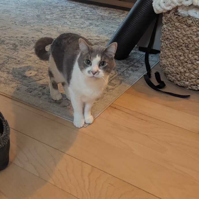 Jodi's Cat Care In Poway