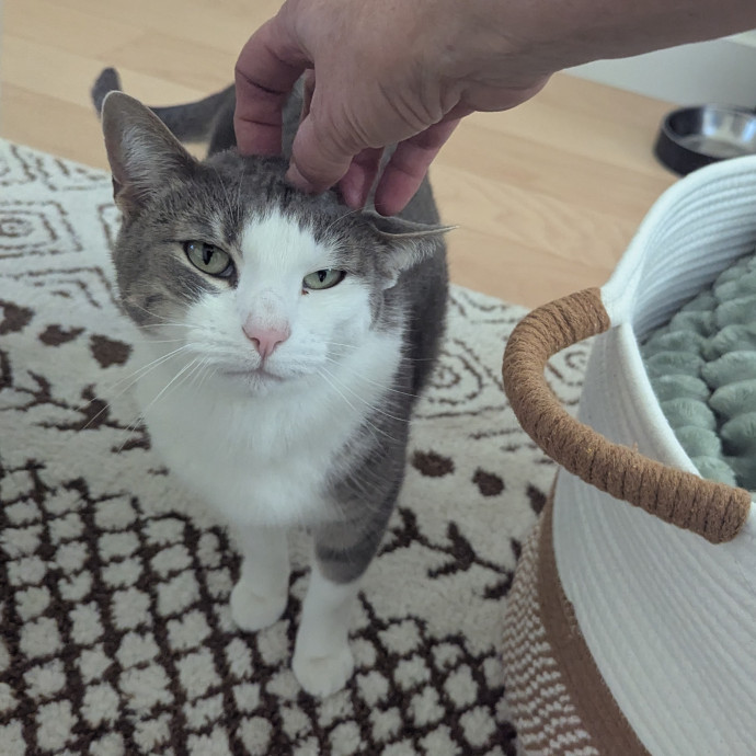 Jodi's Cat Care In Poway