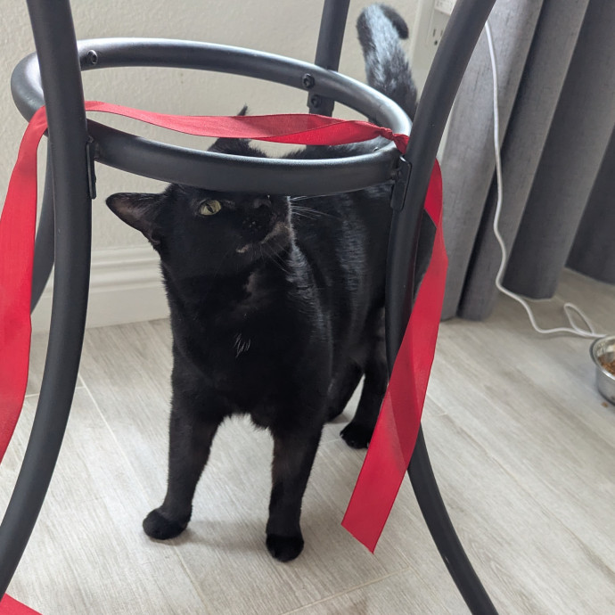 Jodi's Cat Care In Poway photo 3