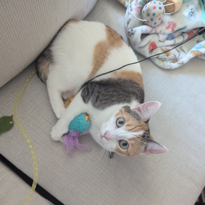 Jodi's Cat Care In Poway photo 2