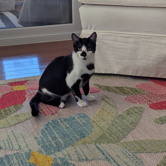 Jodi's Cat Care In Poway