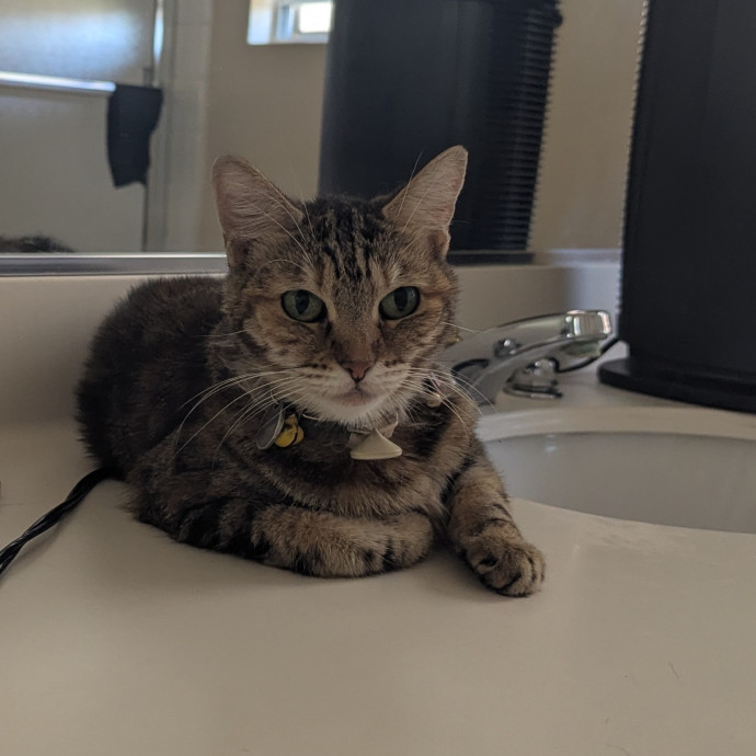 Jodi's Cat Care In Poway