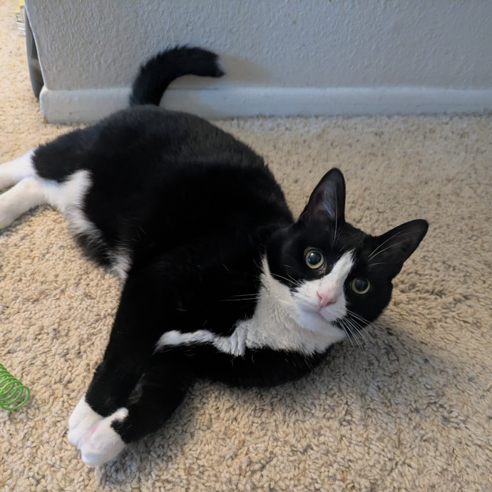 Jodi's Cat Care In Poway photo 2