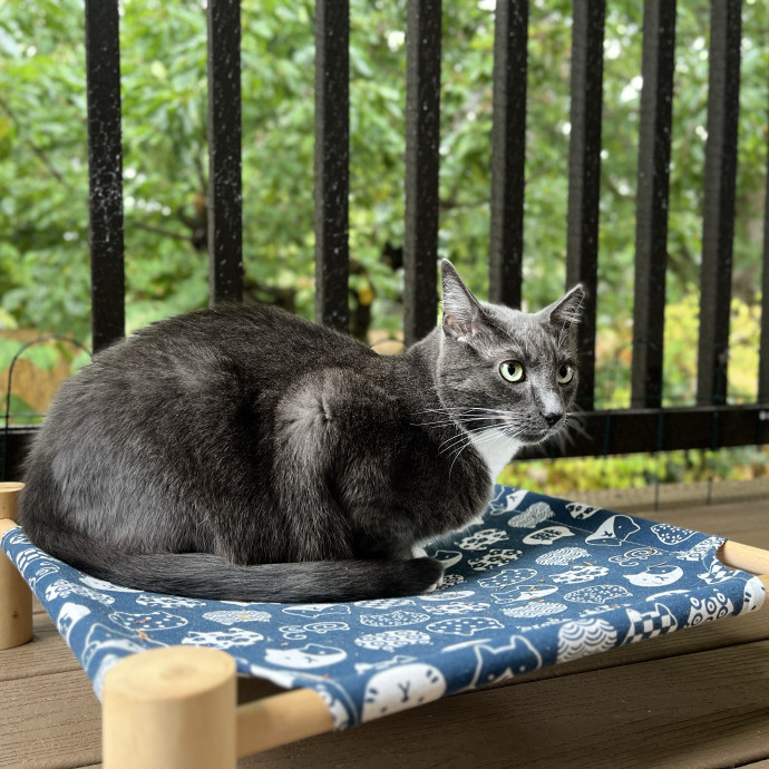 Calm And Attentive Cat Sitter - Purrfectly Caring Playmate