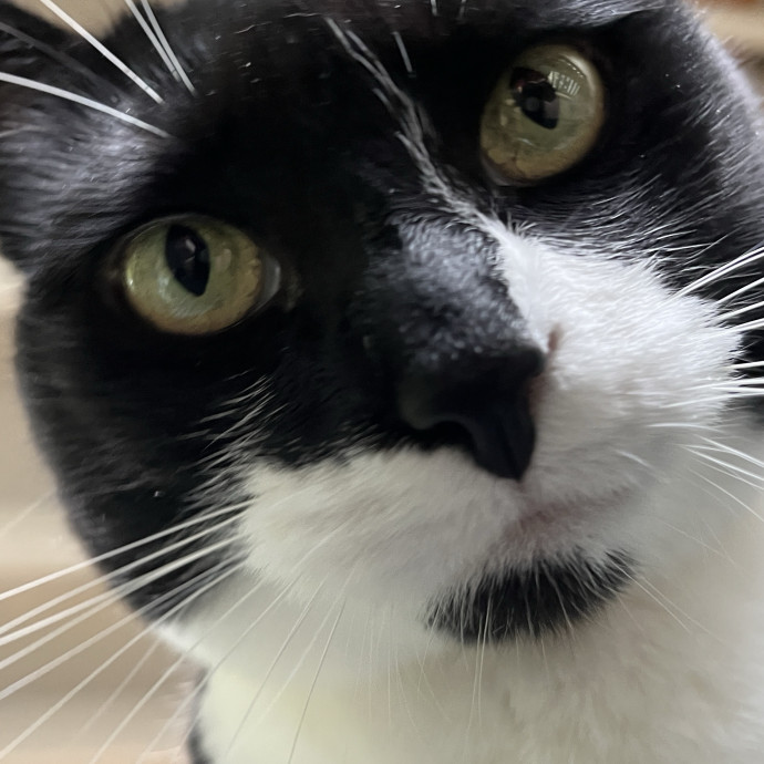 Calm And Attentive Cat Sitter - Purrfectly Caring Playmate