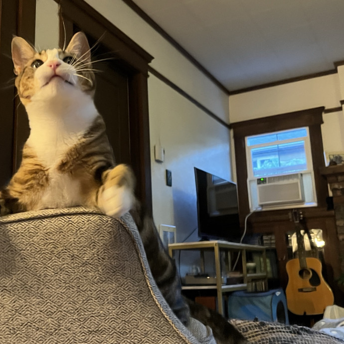 Calm And Attentive Cat Sitter - Purrfectly Caring Playmate