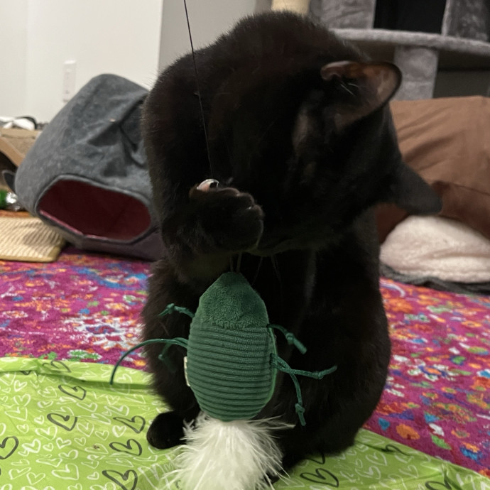 Calm And Attentive Cat Sitter - Purrfectly Caring Playmate
