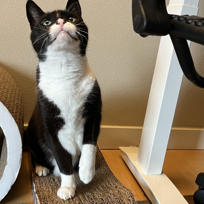 Calm And Attentive Cat Sitter - Purrfectly Caring Playmate photo 3