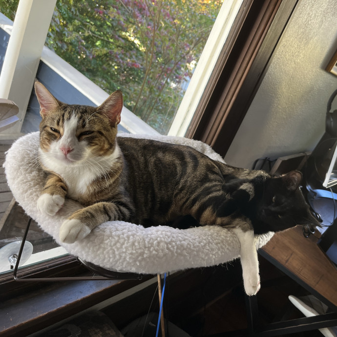 Calm And Attentive Cat Sitter - Purrfectly Caring Playmate photo 2