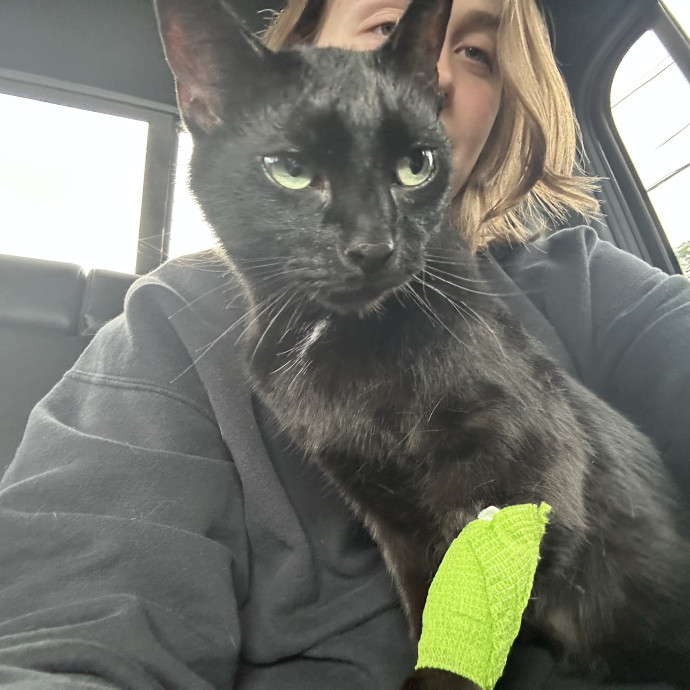 Loving And Reliable Cat Caretaker
