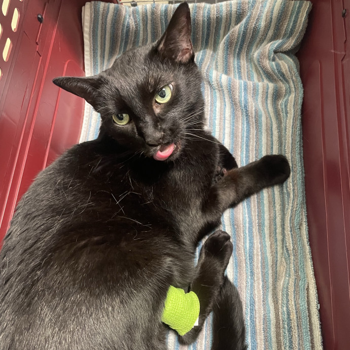 Loving And Reliable Cat Caretaker
