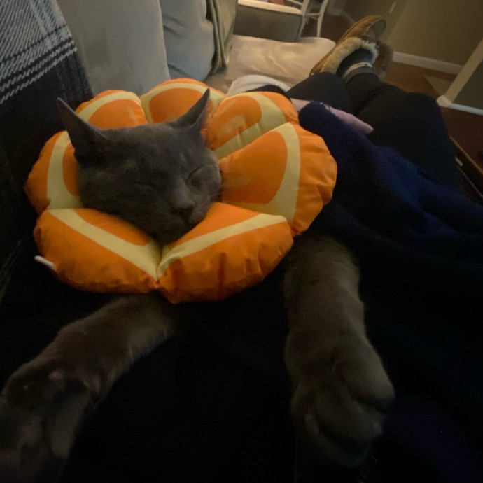 Loving And Reliable Cat Caretaker photo 3