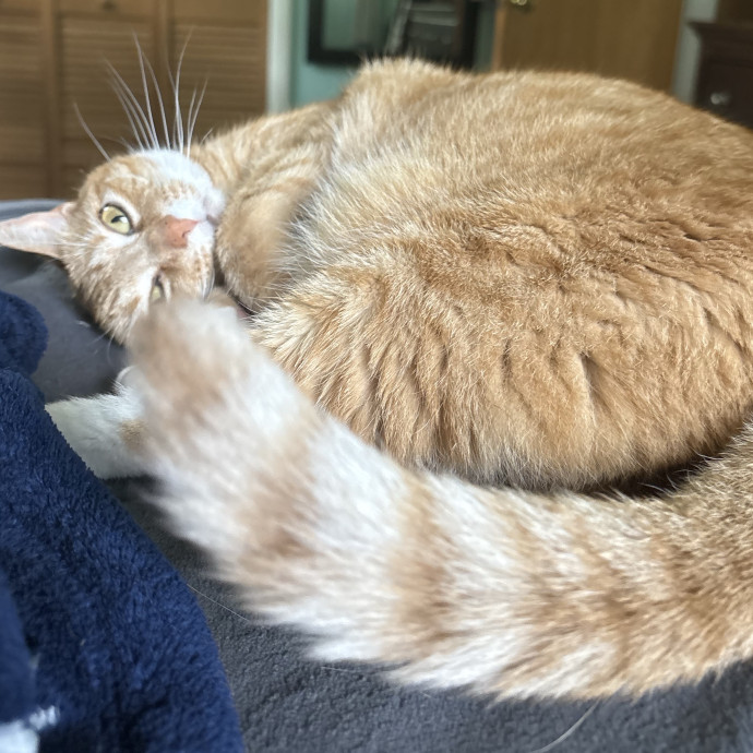 Loving And Reliable Cat Caretaker photo 2