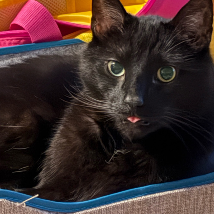 Loving Cat Mom With Love To Share photo 3