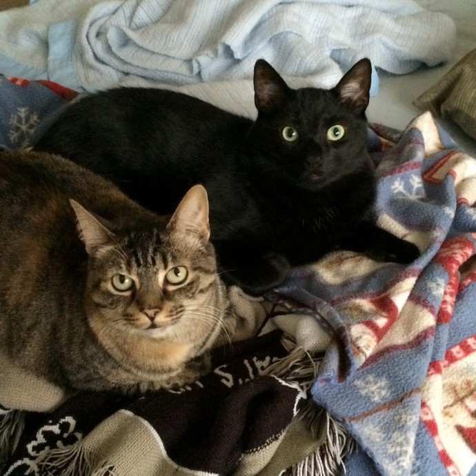 Loving Cat Mom With Love To Share photo 2