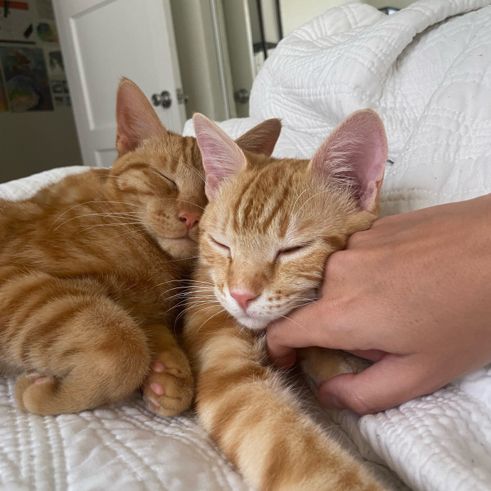 Point Loma Cat Sitter
