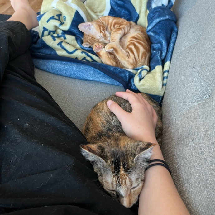 Point Loma Cat Sitter