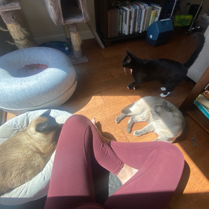 Point Loma Cat Sitter