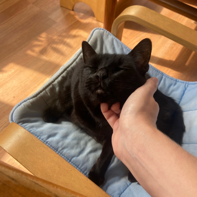 Point Loma Cat Sitter