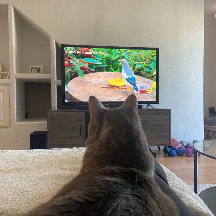Point Loma Cat Sitter