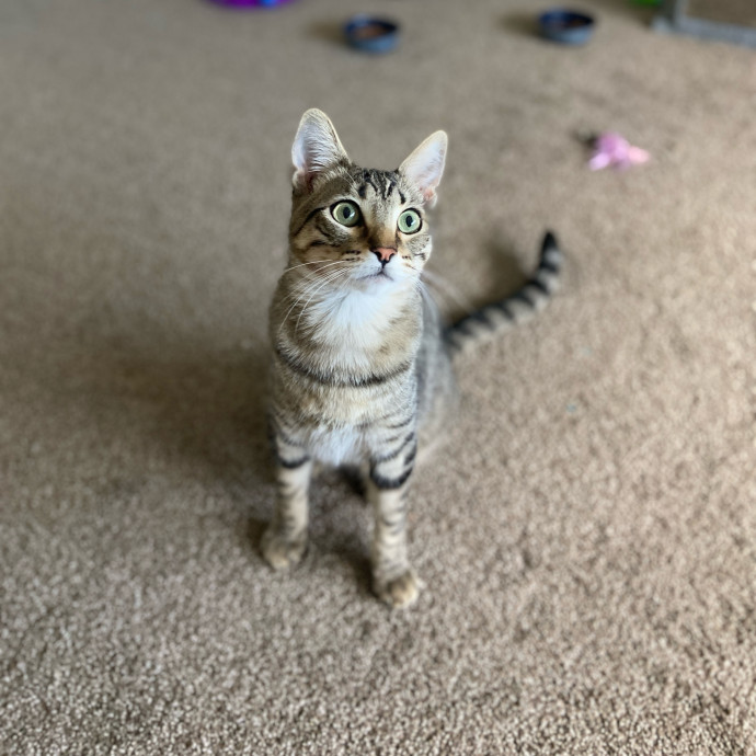 Point Loma Cat Sitter