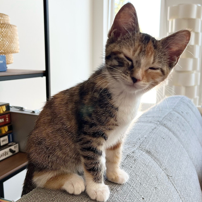 Point Loma Cat Sitter