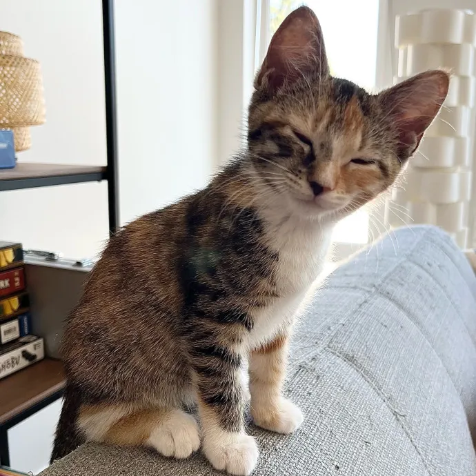 Point Loma Cat Sitter