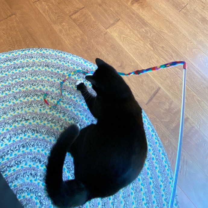 Point Loma Cat Sitter