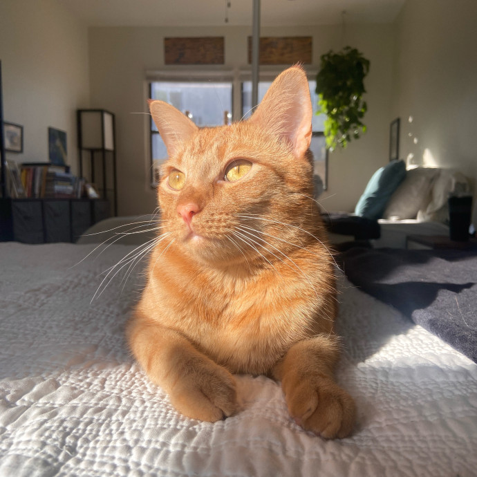 Point Loma Cat Sitter