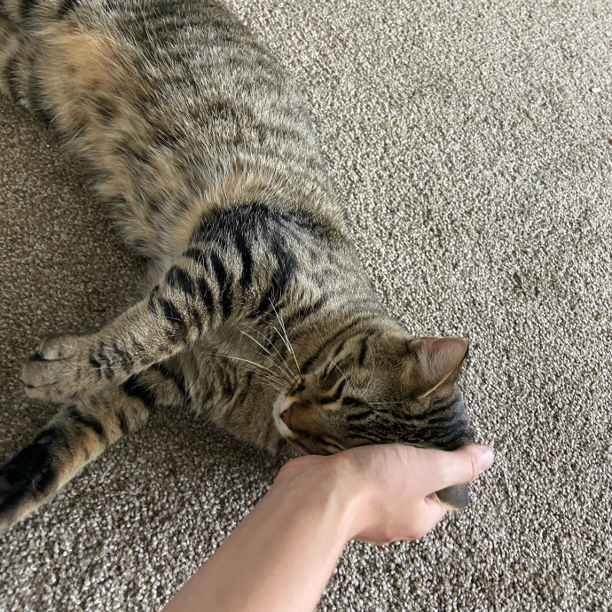 Point Loma Cat Sitter photo 3