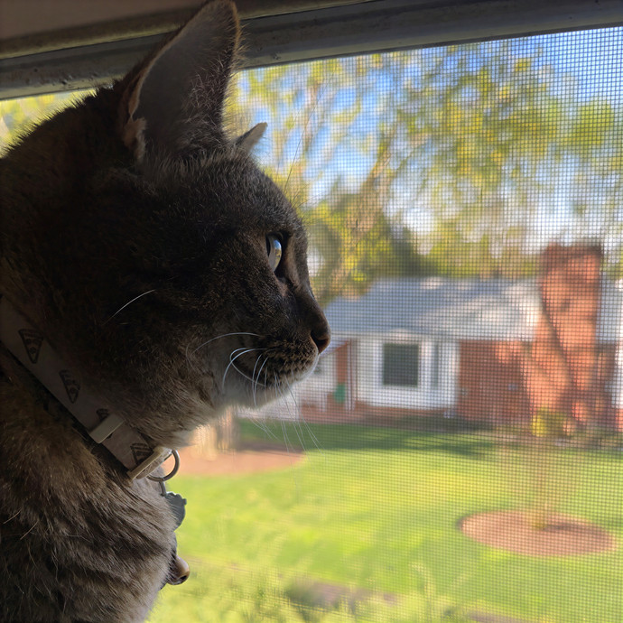 Alyshas's Feline Good Sitting Service