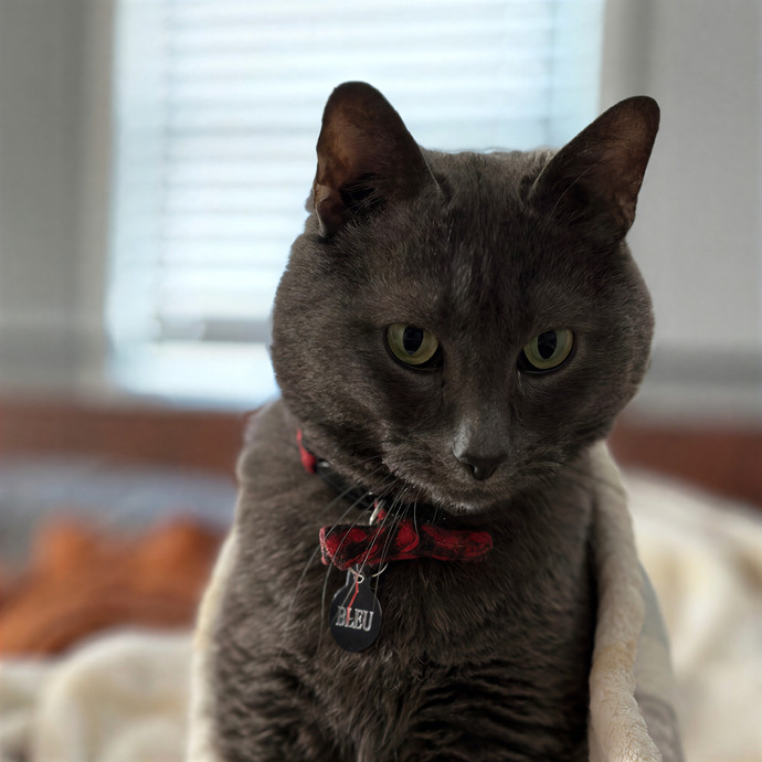Alyshas's Feline Good Sitting Service photo 3