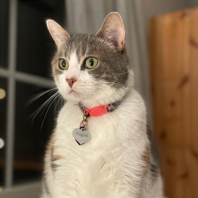 Alyshas's Feline Good Sitting Service photo 2