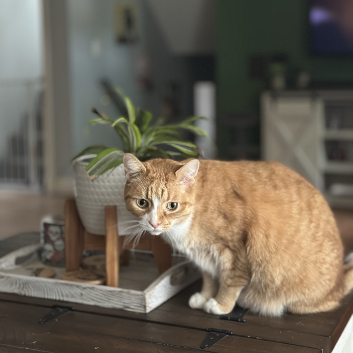 Alyshas's Feline Good Sitting Service