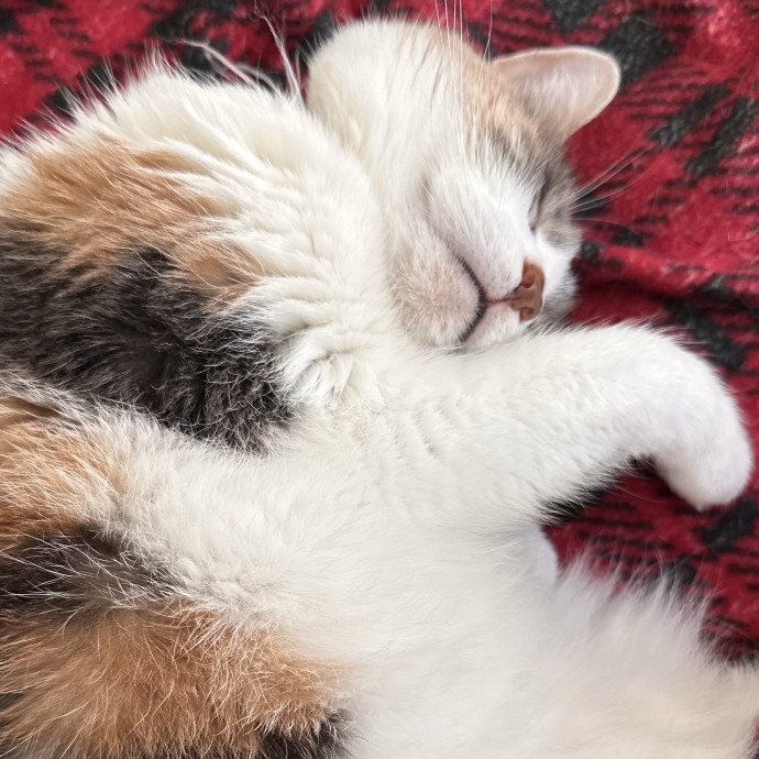 Alyshas's Feline Good Sitting Service