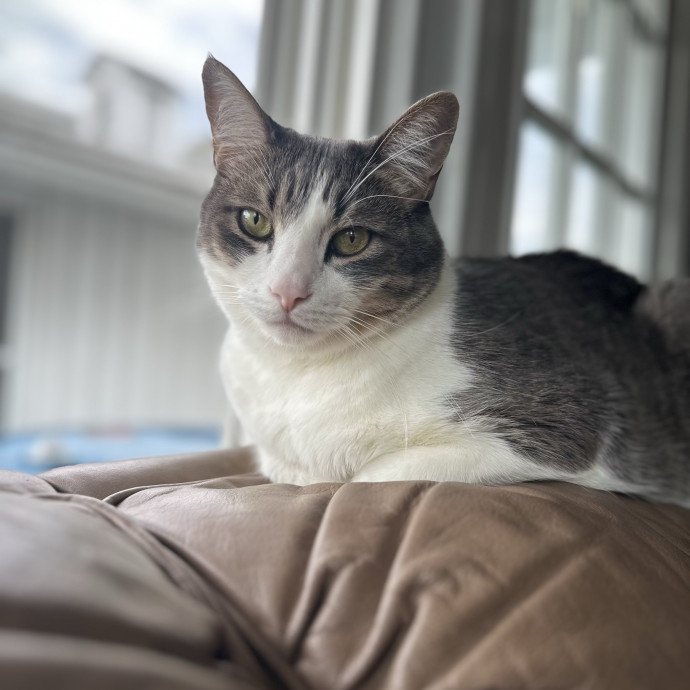 Alyshas's Feline Good Sitting Service