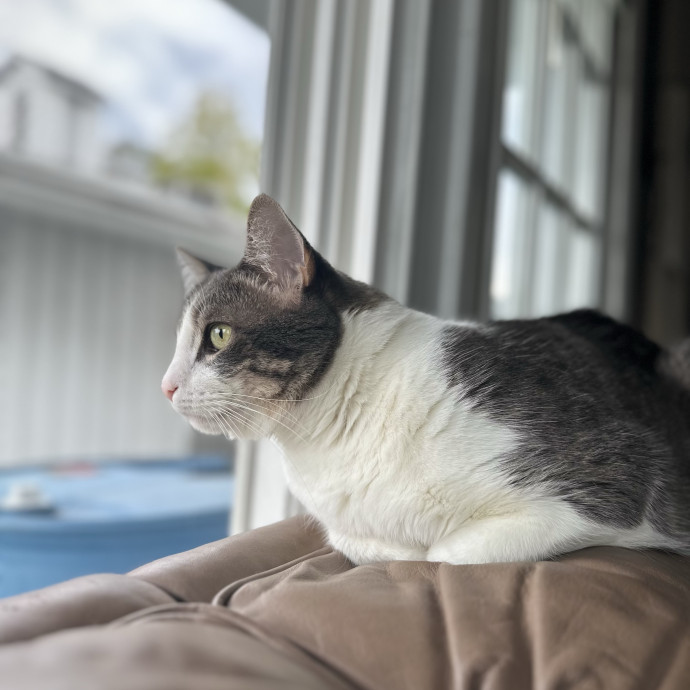 Alyshas's Feline Good Sitting Service photo 3