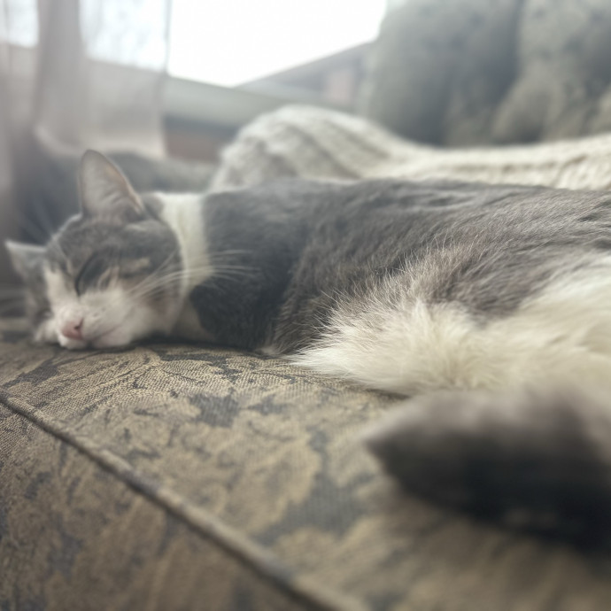 Alyshas's Feline Good Sitting Service photo 2