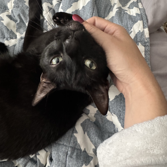 Laura's Lovely Litter And Sitter Service