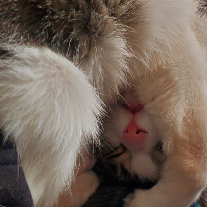 Cat-Sitting In Central San Diego photo 2