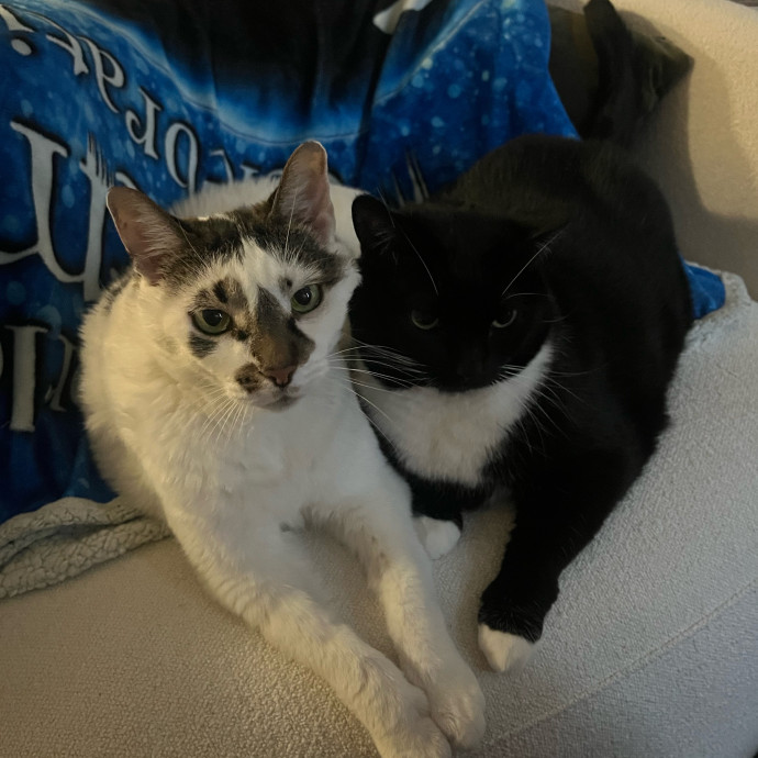 Alx Kitty Mom With Flexibility