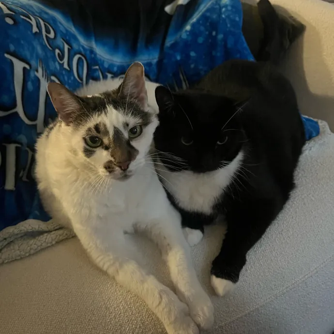 Alx Kitty Mom With Flexibility
