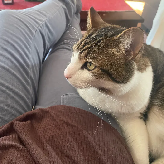 Alx Kitty Mom With Flexibility