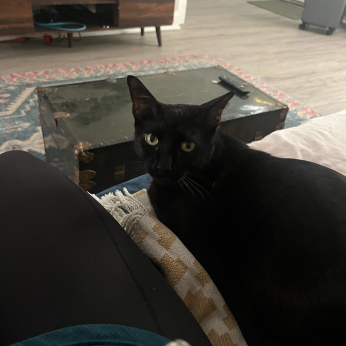 Alx Kitty Mom With Flexibility
