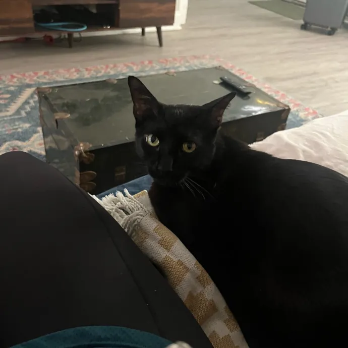 Alx Kitty Mom With Flexibility