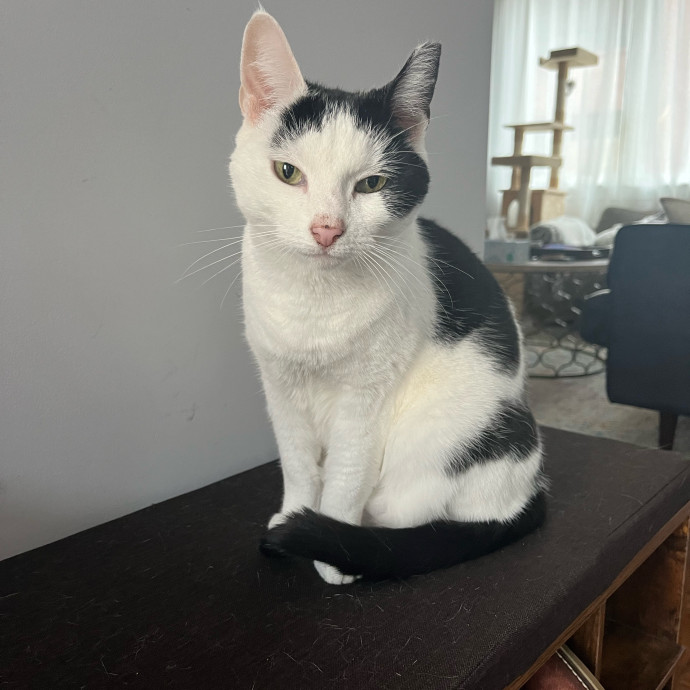 Alx Kitty Mom With Flexibility