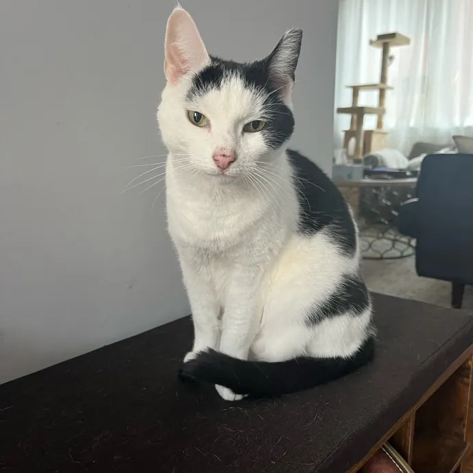 Alx Kitty Mom With Flexibility