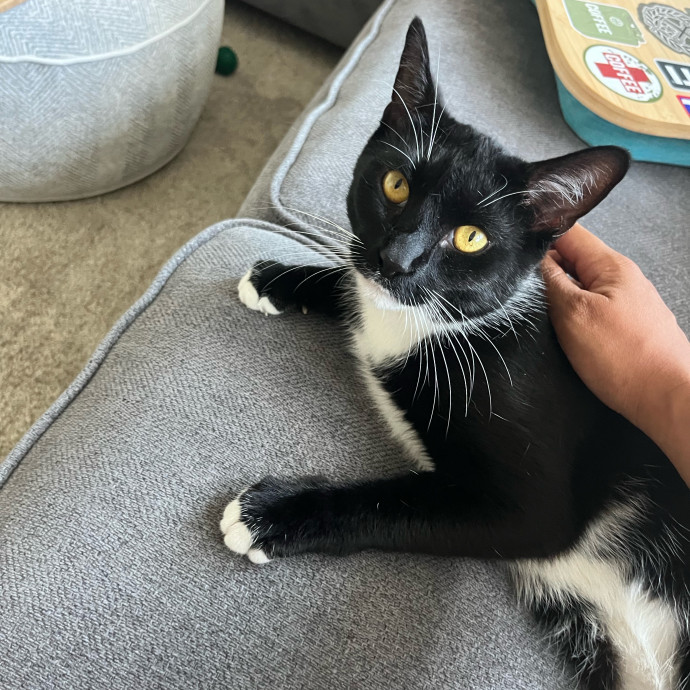 Alx Kitty Mom With Flexibility