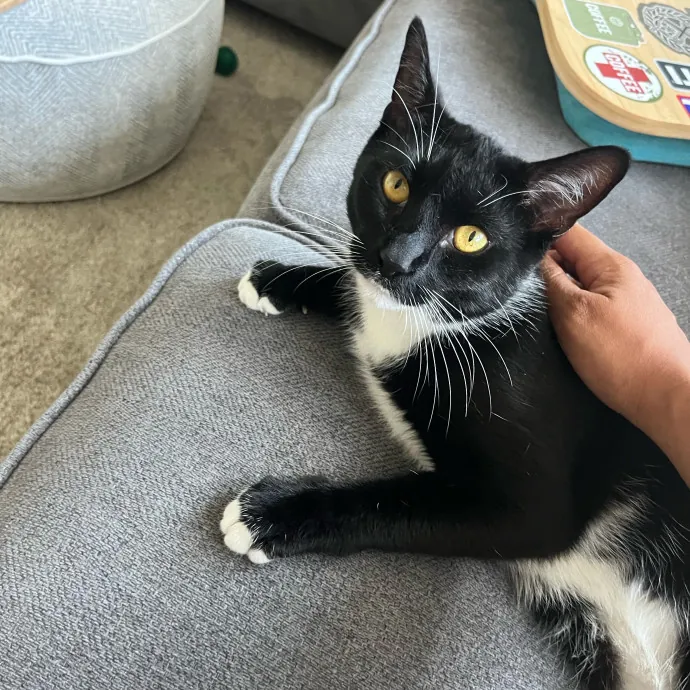 Alx Kitty Mom With Flexibility
